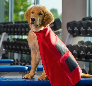 Illustration for article titled Tulsa's Puppy Mascot Will Be The Best Part Of College Football Season